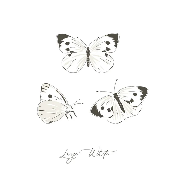 Grande bianco farfalla insetto disegnato a mano vettore illustrazione set — Vettoriale Stock