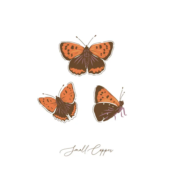 Piccolo set di illustrazioni vettoriali disegnate a mano di insetti farfalla di rame — Vettoriale Stock