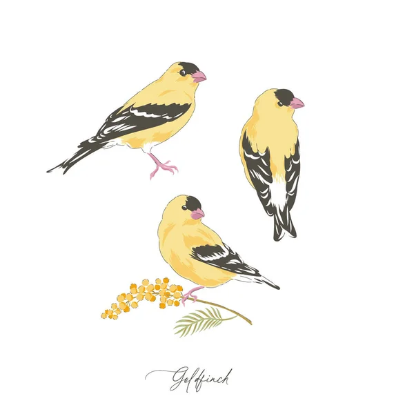 Goldfinch pássaro desenhado à mão conjunto ilustração vetorial — Vetor de Stock