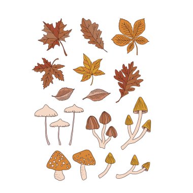 Autumn fallen leaves poisonous mushrooms fly agaric death cap vector illustration set clipart