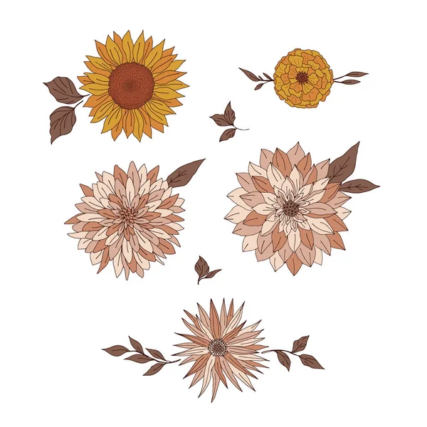 Fall flowers sunflower daisy dahlia marigold chrysanthemum vector illustration set