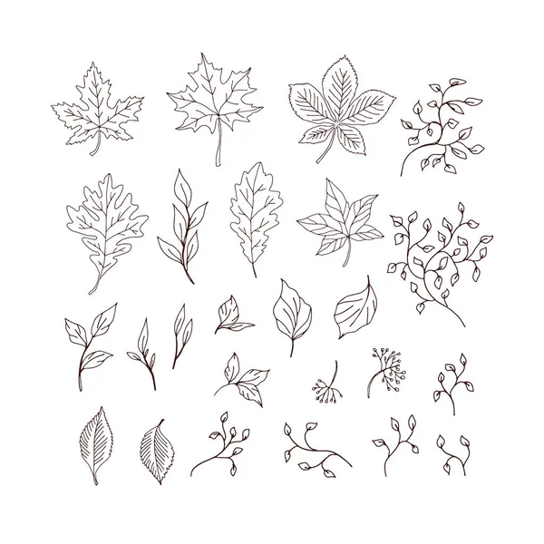 Autunno foglie cadute edera pianta ramoscelli colorazione pagina vettore illustrazione set — Vettoriale Stock