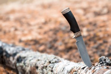 Ormandaki huş ağacına saplanmış uzun bıçak.