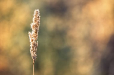 Yalnız dikenler ormanda büyüyor.