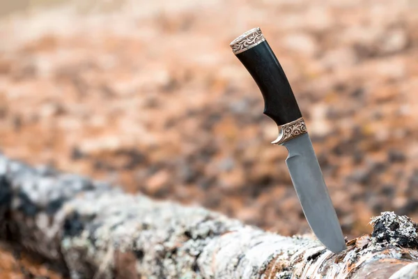 Cuchillo Largo Atasca Abedul Bosque — Foto de Stock