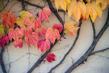 duvar ile kırmızı kaplı ve bir asma sarı yapraklar