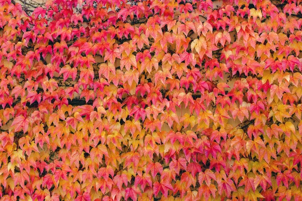 Wild wine with red and yellow leaves background — Stock Photo, Image