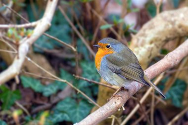 Robin, Erithacus rubekular