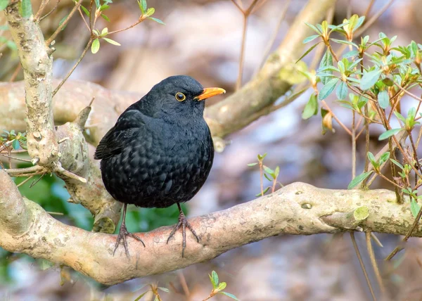 Mannelijke blackbird "tuldus merula" in de tuin — Stockfoto