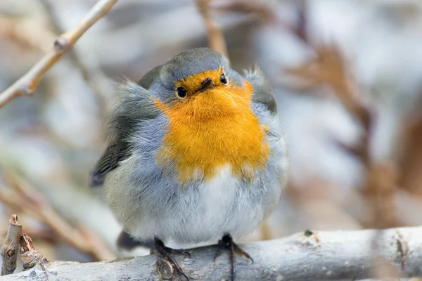 Robin, Erithacus rubekula — Stock Photo, Image