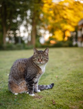 Gri kedi onun revier izlerken