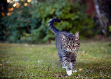 Gri kedi kendi alanında en AVI