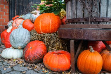 ov çok çeşitli kabaklar