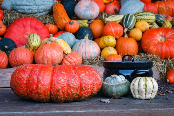 Pumpkins next to a cooking pot Stock Picture
