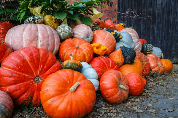 A lot ov various pumpkins Stock Photo