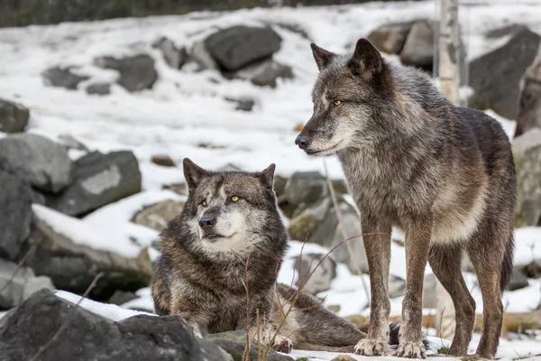 Um par de lobos na neve de inverno Imagens Royalty-Free