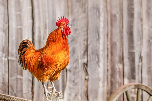 Singing Red Rooster Royalty Free Stock Images