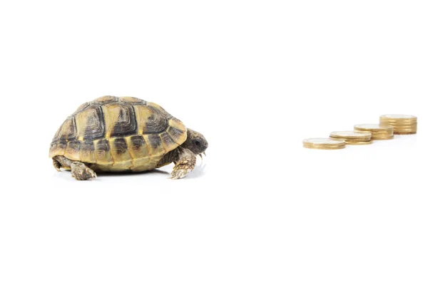 Geld und Schildkröten — Stockfoto