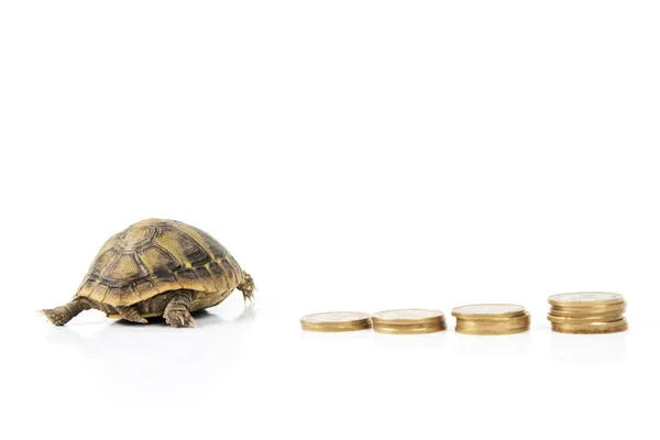 Dinero y tortugas — Foto de Stock