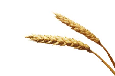 Beyaz arkaplanda buğday
