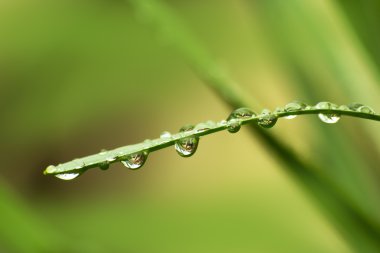 Su damlaları yeşil çimlerin üzerine