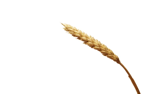 Beyaz arkaplanda buğday — Stok fotoğraf