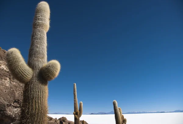 Γίγαντας κάκτος σε αλάτι έρημο uyuni, Βολιβία. — Φωτογραφία Αρχείου