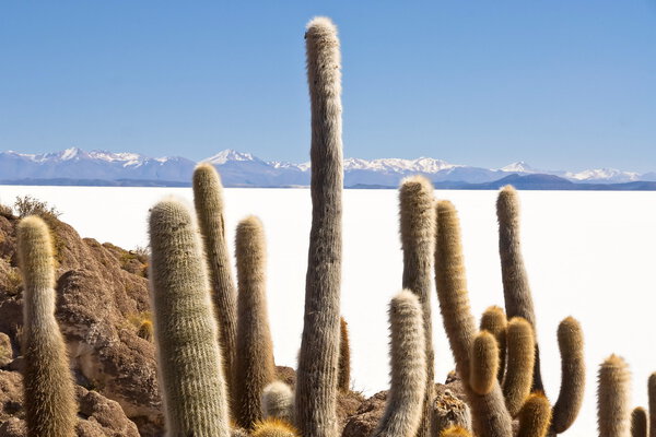 Гигантский кактус в соленой пустыне Уюни, Боливия
.