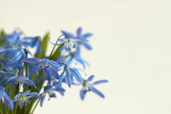 蓝野风信子的春天的花朵，白色的背景. — 图库照片