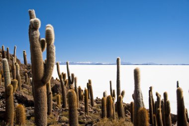 Dev kaktüs tuz çöl uyuni, Bolivya.
