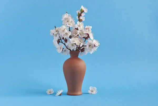 Flor de cerezo blanco en jarrón, fondo azul . — Foto de Stock