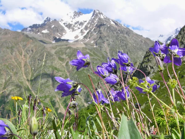 Blaue Glocken Blumen. — Stockfoto