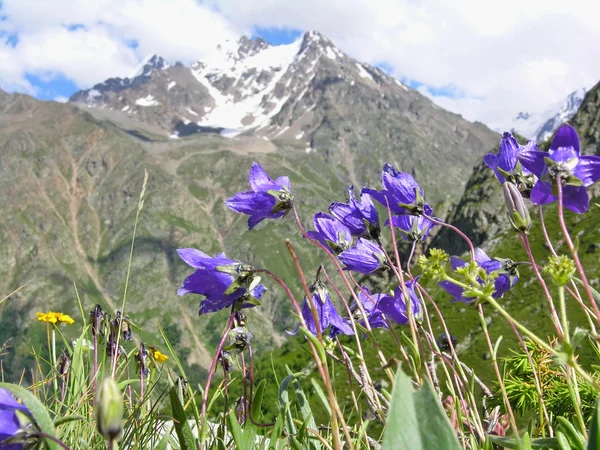 Blue bells bloemen. — Stockfoto