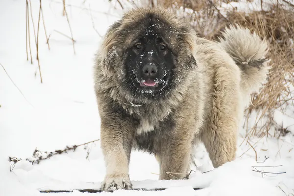 Kaukasiska sheepdog på vintern. — Stockfoto