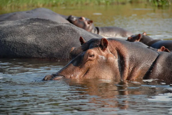 Hipopótamos en el Nilo Victoria . — Foto de Stock