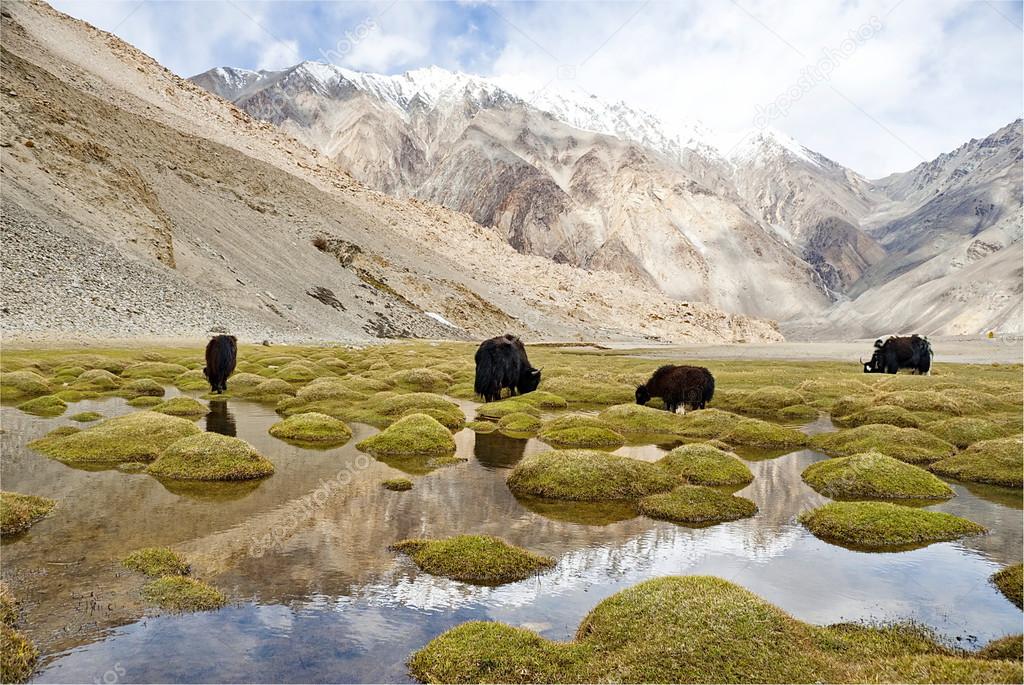 Grazing yaks in Ladakh, India.