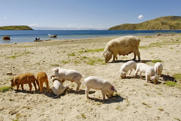 ボリビア チチカカ湖のビーチで彼女の子豚の豚します。. — ストック写真