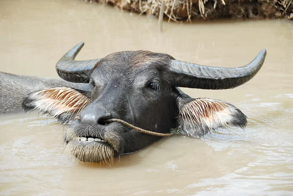Asian buffalo submerged in muddy water, Vietnam. — Stock Photo, Image