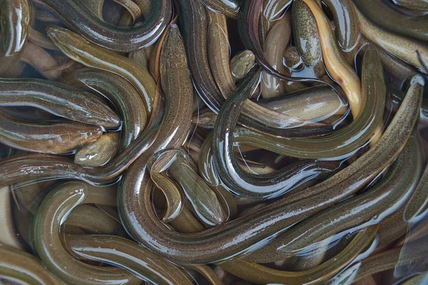 Enguias frescas no mercado asiático . — Fotografia de Stock