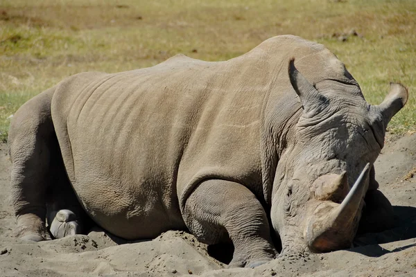 Rhino en el Parque Nacional Nakuru, Kenia . — Foto de Stock
