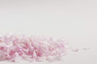 pembe yaprakları ve beyaz arka plan.