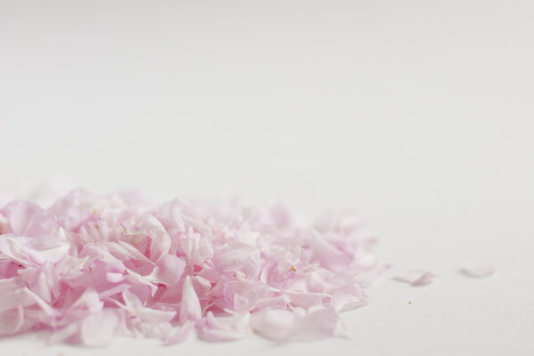 Pink petals, white background.