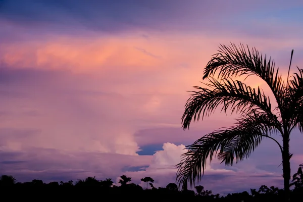 Sanset silhouette of palm tree in Peruvian Amazon. — Stock Photo, Image