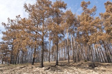 Rusya'da bir yangından sonra çam ormanı.