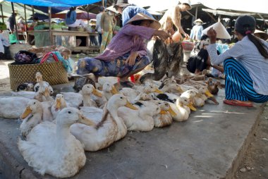 Konik şapkalı Vietnamlı bir kadın canlı ördek MUI ne, vietnam, pazarda satmak.