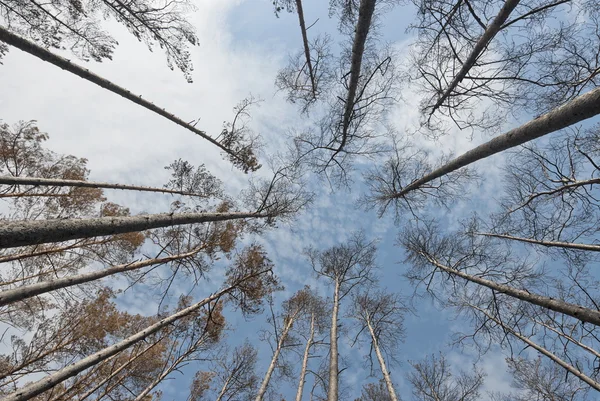 Pine trees after a fire in Russia. — Stock Photo, Image
