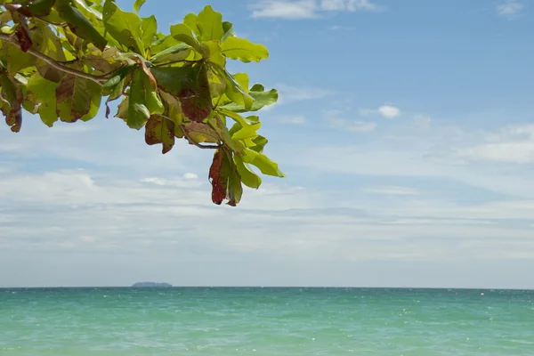 Ficus branch with tropical sea in the background. — Stock Photo, Image