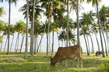 coconut Grove'da MUI ne, vietnam, otlatma inek.