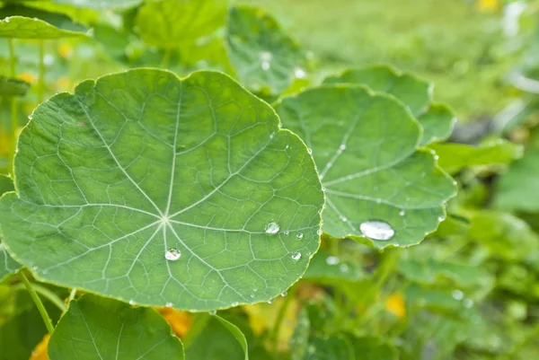 Rain drops on round leaves of nasturtium.