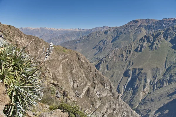 Vista del Cañón del Colca, Perú . — Foto de Stock